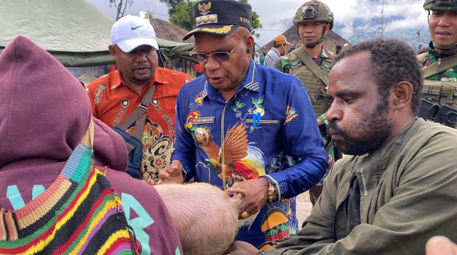 Pemkab Puncak Kembali Salurkan 44 Ekor Bibit Babi Kepada Masyarakat Distrik Omukia